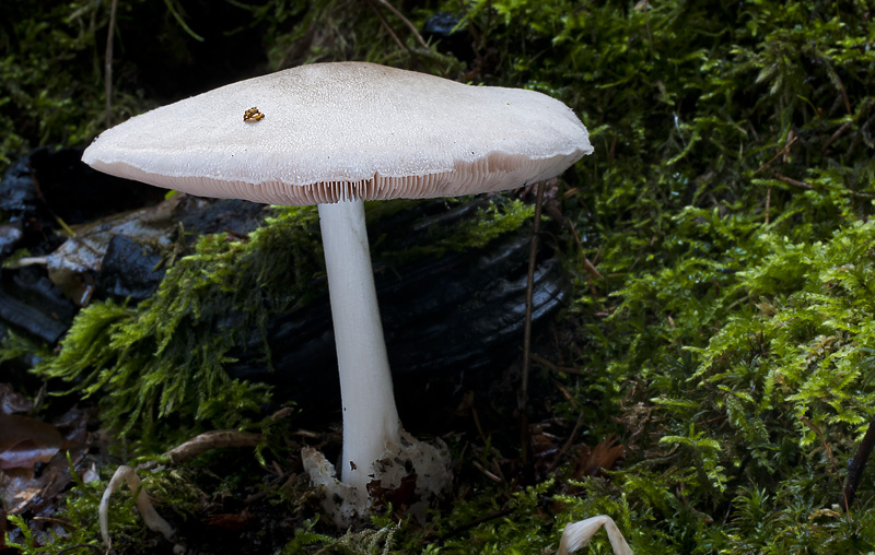 Volvariella caesiotincta